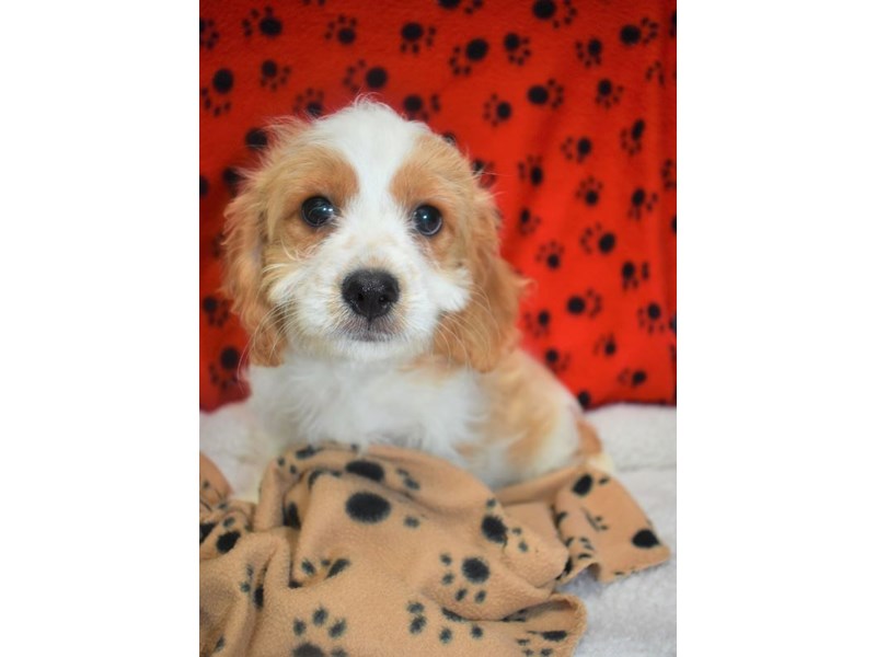 Cavachon (Cavalier/Bichon)-DOG-Male-Tan-White-2076971-My Next Puppy